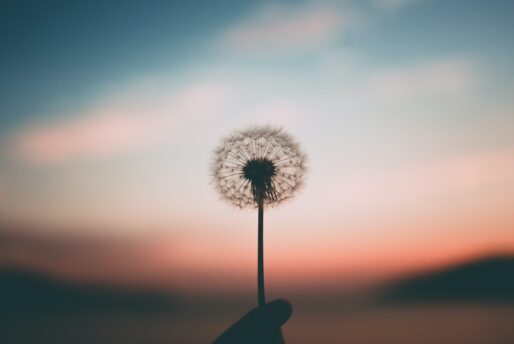 SWFL Counseling Puffball